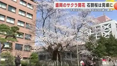 石割桜は満開の見ごろに　盛岡のサクラ開花　平年より６日早く＜岩手県＞