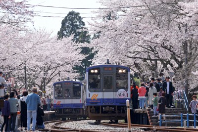 「励まされる気持ちに」　地震で被災の能登鹿島駅、桜見ごろに