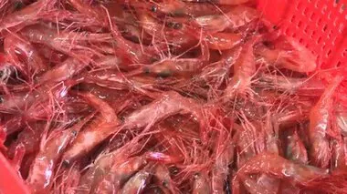 【北海道の海に異変】留萌地方の特産品 ”甘エビ” 原因不明の不漁続く…日本海側ではこの10年で漁獲量が約8割も減少 「はぼろ甘エビまつり」も中止に