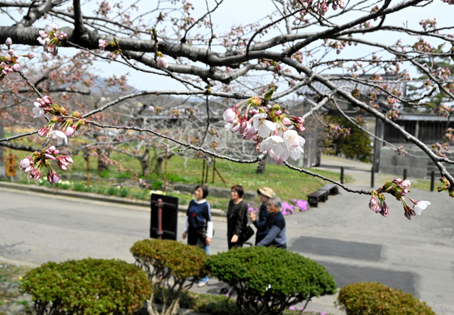 桜前線、津軽海峡を渡る 松前町が開花宣言　平年より11日早く