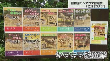 宮崎市フェニックス自然動物園「シマウマ総選挙」人気ナンバー１は？