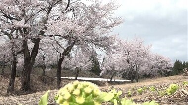 雪と桜の共演が…“異例の暑さ”で美しい景色に異変!?「かなりとけてしまって…」【新潟・魚沼市】