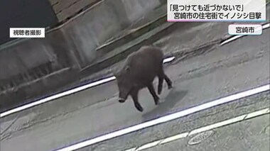 「毛を逆立てて興奮していた」宮崎市中心部にイノシシ出没