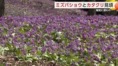 ミズバショウとカタクリ見頃　陽気に誘われ咲きそろう　秋田・仙北市