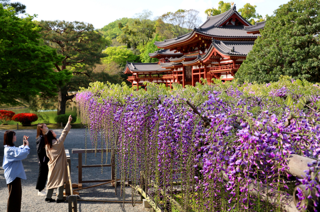 三拍子そろったフジの花　京都の世界遺産・平等院に甘い香り広がる