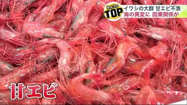 北海道の海に“異変”が…季節外れのイワシの大群が押し寄せ「入れ食い状態」…一方で春の風物詩“甘エビ”は8割減の記録的不漁 意外な因果関係も