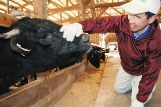 ＜食卓ものがたり＞最古の和牛　守り続ける　近江牛（滋賀県）