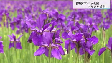 一足早い初夏の雰囲気　アヤメ満開