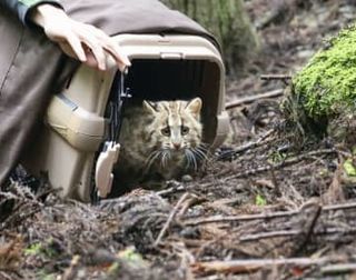 ツシマヤマネコ野生戻る　環境省施設で訓練後初めて