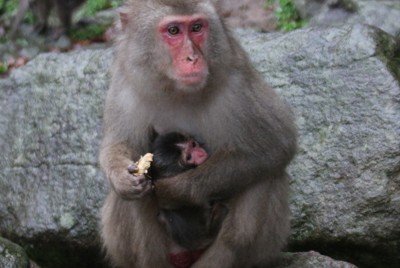 高崎山の赤ちゃんザル、名前は「デコピン」に　動物園が公募