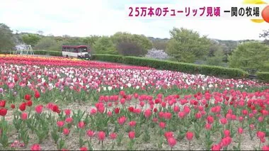 ２５万本のチューリップ見頃　一関市の牧場　３月の低温で咲き始め２週間遅れ＜岩手県＞