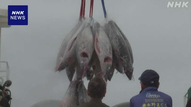 鹿児島 いちき串木野市の港でマグロの水揚げ