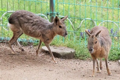 テンジクネズミ科のマーラ2匹が仲間入り　京都の動物園