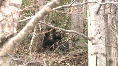 「近くで親グマと子グマが様子を見ている」北海道滝上町 子グマが車にはねられたとみられる現場近くで座り込む親グマ 別の子グマの姿も…町は今後も親グマが出没する可能性があるためドライバーに注意呼びかけ