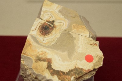 350万年前の「新種」　カメムシ、チョウの貴重な化石展示　群馬
