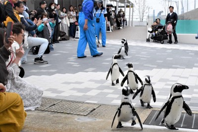 4月25日は「ペンギンの日」　歩いて帰るよ、ズンズン行進　福岡