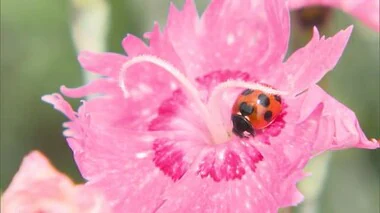 ピンクのじゅうたん　西都市の民家でナデシコ見頃