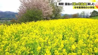 一面に広がる黄色いじゅうたん　800本が満開　今年度閉校の小学校が最後の「菜の花給食」楽しむ