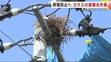 カラスの巣を撤去　停電防止へ東北電力ネットワーク　３月～５月が巣作り盛んに＜岩手・花巻市＞　