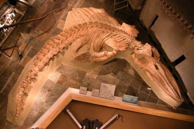 クジラ化石、新種だった!　群馬の県立自然史博物館で展示