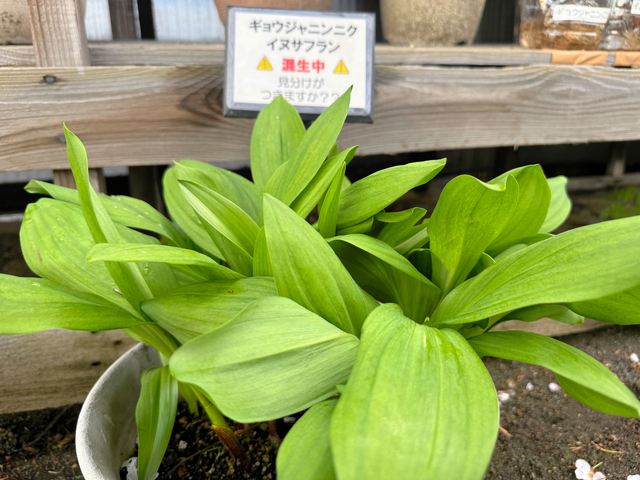 どちらが有毒かわかりますか？山菜シーズン、誤食・遭難・ヒグマ注意