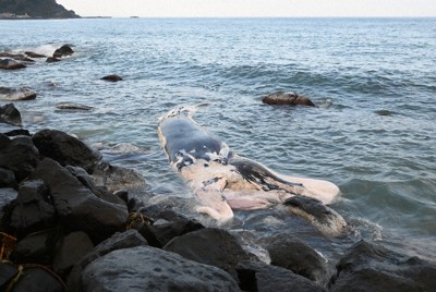 鳥取の海岸にクジラ死骸　体長10メートル、衰弱死後に漂着か