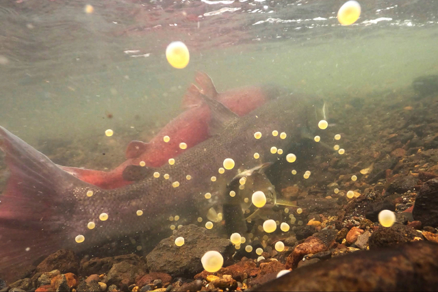 「釣りキチ三平」舞台の釧路川水系　「幻の魚」産卵場所に土砂で危機