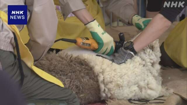 “つるつるで涼しそう”広島の動物園でヒツジの毛刈りイベント