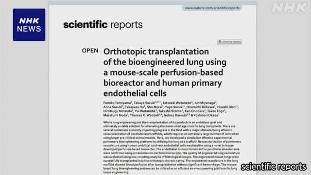 ヒト細胞のマウスの肺を別のマウスに移植 血流再開の実験成功