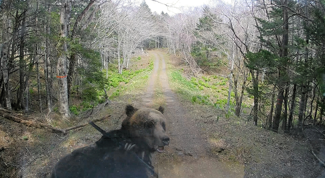 飛び出してきたヒグマと衝突　軽トラック破損、けが人なし　北海道