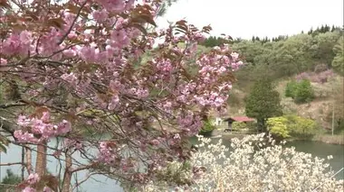 淡い黄色と鮮やかなピンクのコントラスト　「黄桜」と「八重桜」が見頃　秋田・由利本荘市