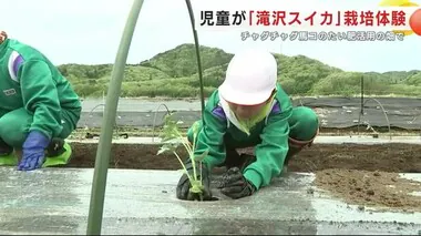 児童が「滝沢スイカ」栽培体験　チャグチャグ馬コのたい肥活用の畑で＜岩手・滝沢市＞