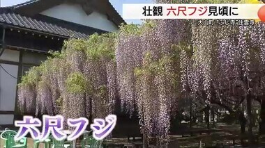 長さ約１．８メートル淡い青紫色のカーテン　愛称「フジ寺」で「フジ」の花が見ごろ（鳥取・大山町）
