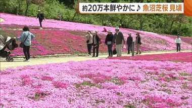一番の見頃はＧＷ！約２０万本の“芝桜”が鮮やかに咲き誇る♪ 越後三山とのコラボも【新潟・魚沼市】