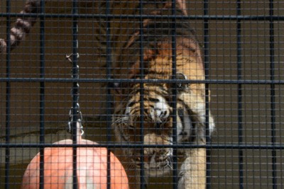 京都市動物園、121年続いたトラ飼育に幕　「オク」富山へ引っ越し