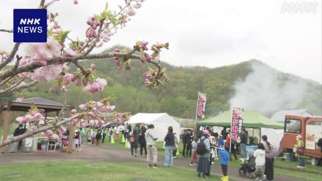 大型連休最終日 札幌で桜を楽しむイベント