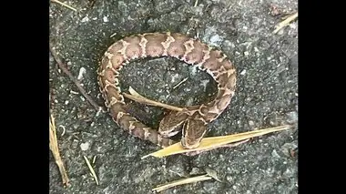 頭が２つあるヘビ　北九州市の山でキャンプ中の男性が見つける　近くの博物館で保管　福岡県