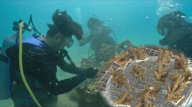 オフィスで育てたサンゴをふるさとの海へ　沖縄の海の環境を守る新たな取り組みは障がい者就労支援にも貢献