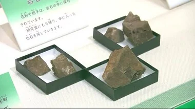 「日本最古の植物化石」貴重な資料を展示　従来の記録を１０００万年以上さかのぼる発見＜岩手・大船渡市＞