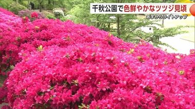 千秋公園で色鮮やかなツツジ見頃　10日からはライトアップもスタート　秋田市