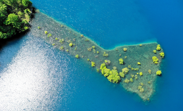 「心が洗われる」青と緑のコントラスト　期間限定のダム湖の水没林