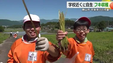 勝山市平泉寺小学校65年の伝統行事　地域に自生するフキを児童が収穫　15日に自分たちで販売