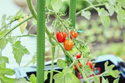 訪日客が捨てたスーツケース、加工してプランターに　野菜作りに活用