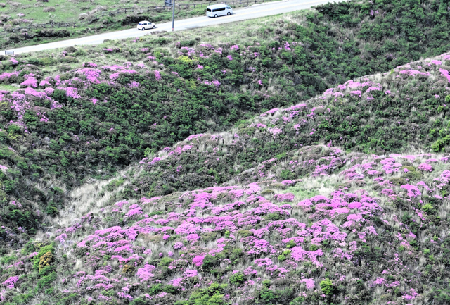 山肌染める鮮やかなピンク色　熊本県阿蘇市でミヤマキリシマ見頃