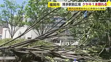 ＪＲ博多駅前広場のケヤキの木倒れる　強風の影響か　宗像市で瞬間風速１９．７メートル　福岡県