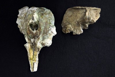 新属新種のイルカ化石、「海なし県」で発見　群馬は世界最古