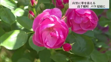 山里に華を添える300本のバラ　棚田跡地に趣味で植えたものが大きく育つ　開花の時期に無料開放