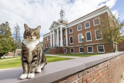 米大学、キャンパスで人気の猫に名誉博士号　「柱ひっかき権」も授与