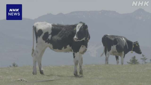 長野 美ヶ原高原の牧場で牛の放牧始まる 夏でも涼しく