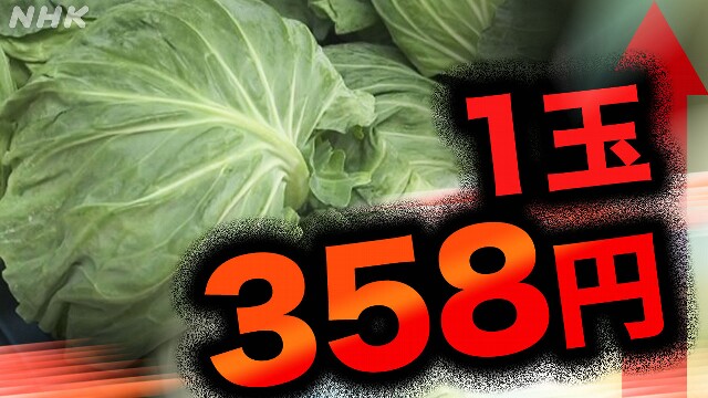 野菜の高騰続く キャベツは平年の1.8倍 なぜ？いつまで続く？